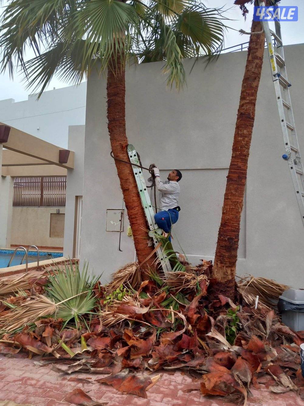بو محمد لتنظيف النخل وتكريبه وشلع الفروخ وجميع خدمات الحدائق وتركيب شب14