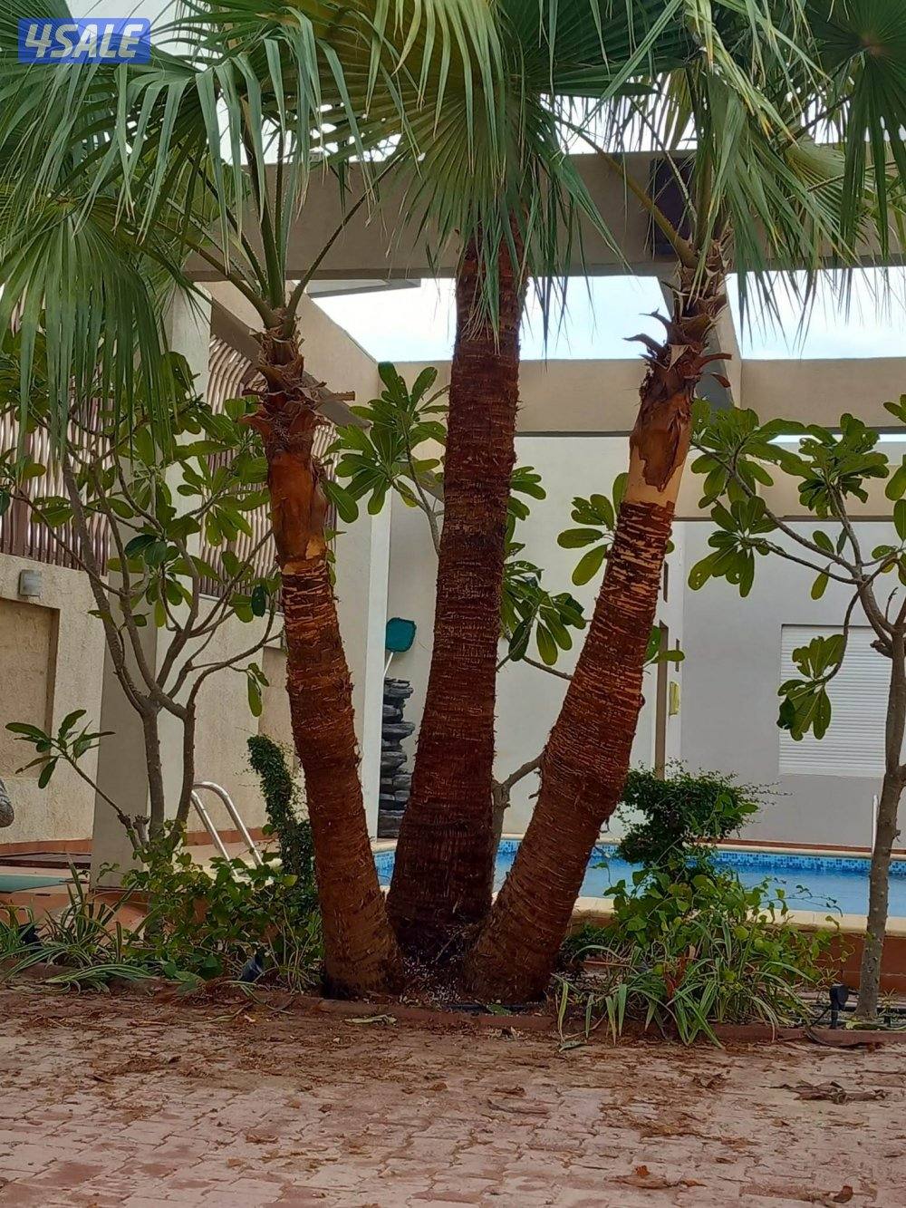 بو محمد لتنظيف النخل وتكريبه وشلع الفروخ وجميع خدمات الحدائق وتركيب شب15