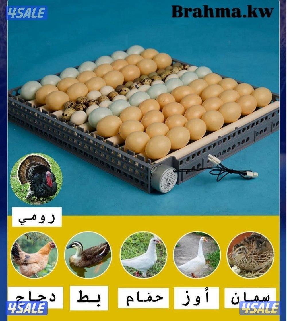 فقاسات براهما2