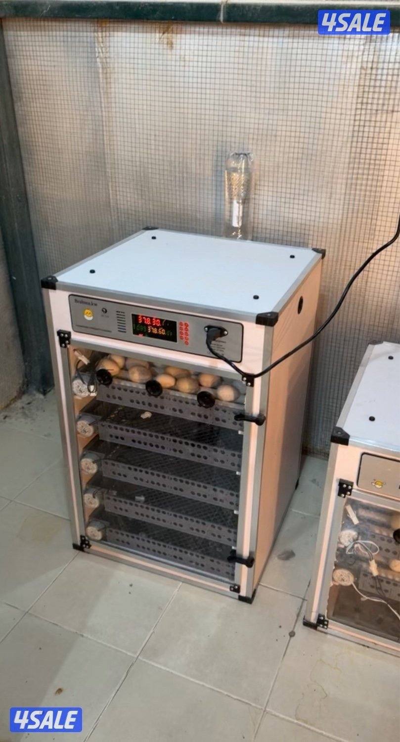 فقاسات براهما6