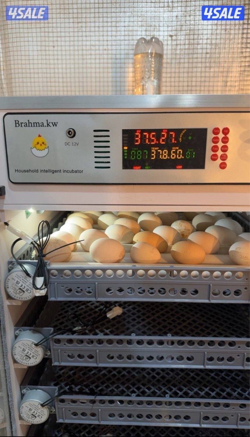 فقاسات براهما7