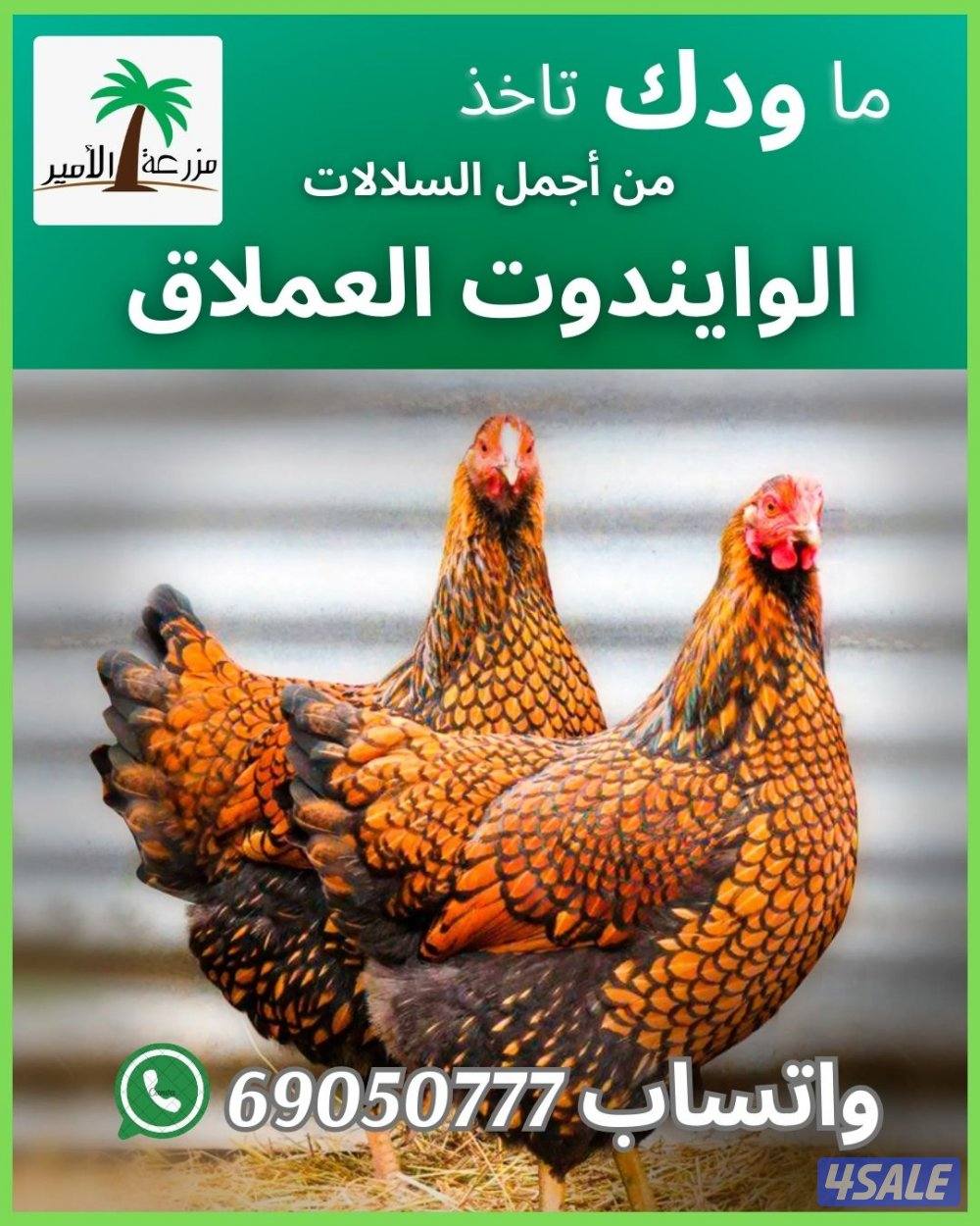 فروخ وبيض وايندوت العملاق0