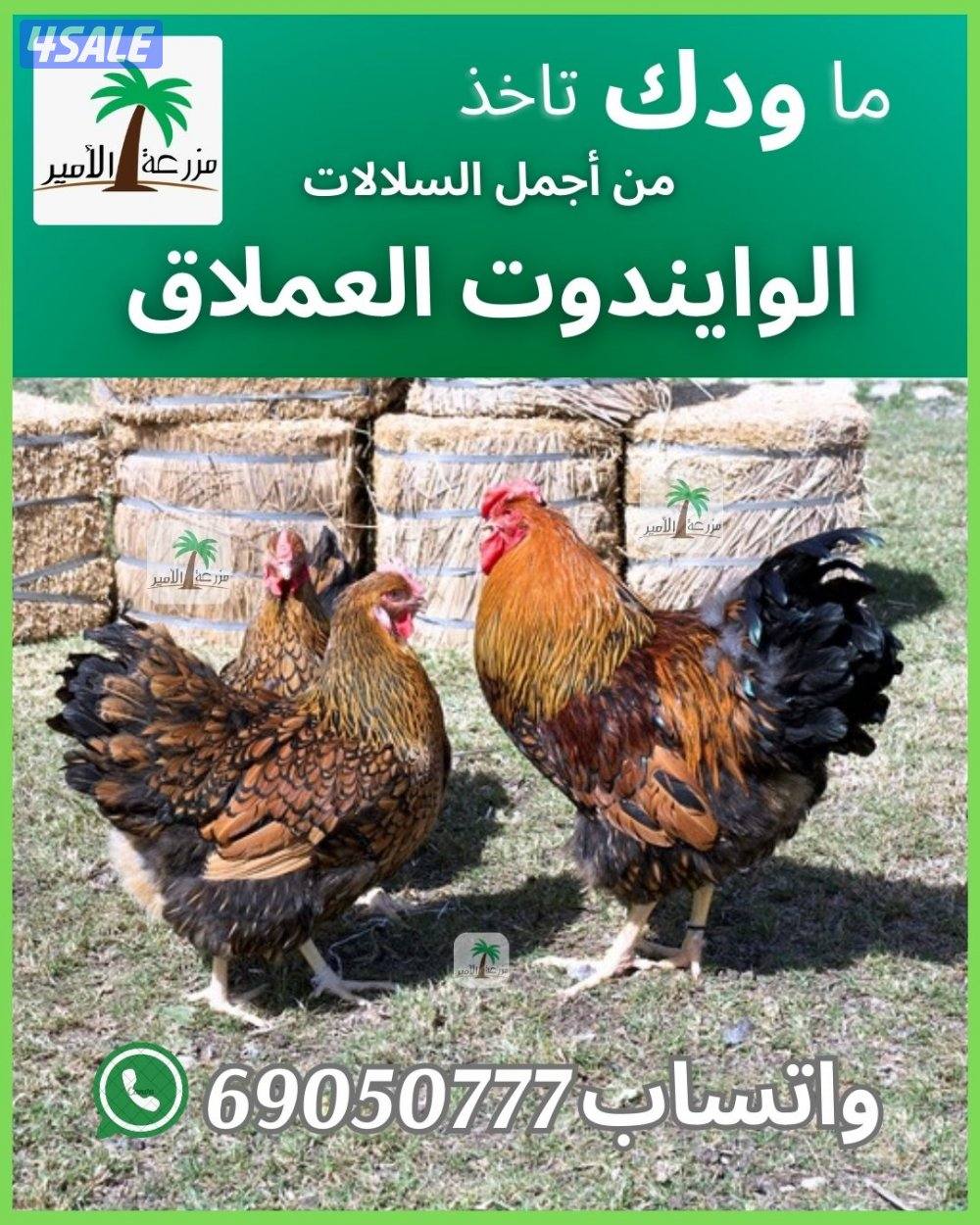 فروخ وبيض وايندوت العملاق1