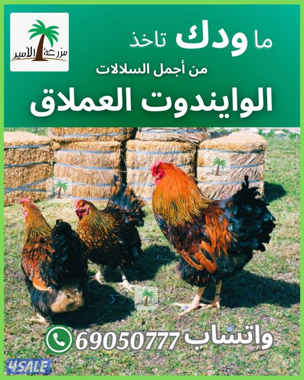 فروخ وبيض وايندوت العملاق2