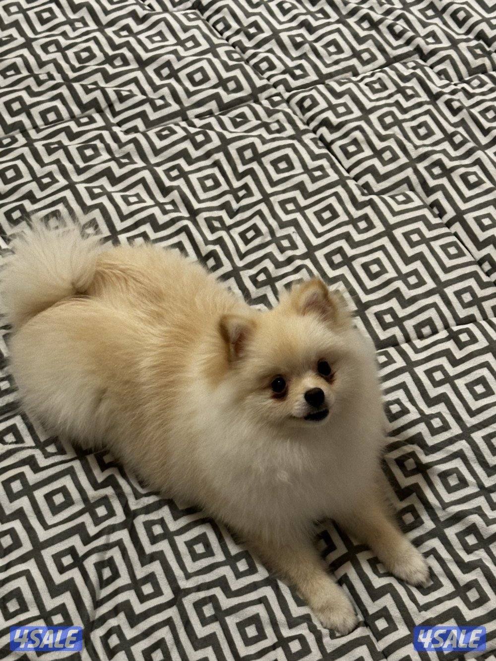 Female Dog Pomeranian جلب بومرينيان أنثى, No:20094330