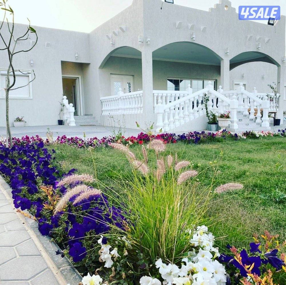 مزرعة الفهد للإيجار في مزارع الوفرة ( الكويت) 🇰🇼 ايجار يومي0