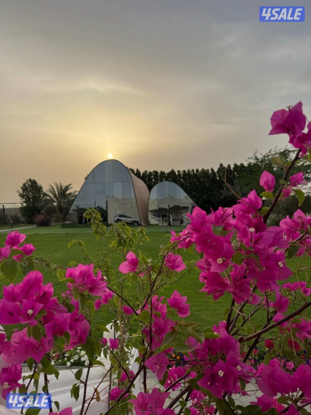 مزرعة الفهد للإيجار في مزارع الوفرة ( الكويت) 🇰🇼 ايجار يومي9