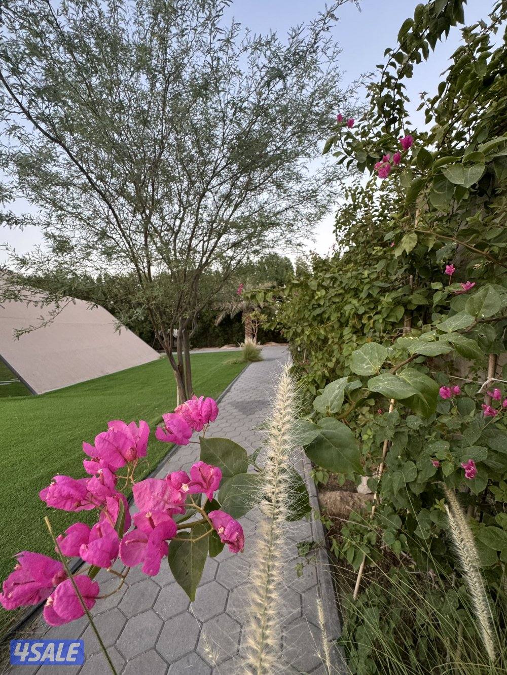 مزرعة الفهد للإيجار في مزارع الوفرة ( الكويت) 🇰🇼 ايجار يومي13