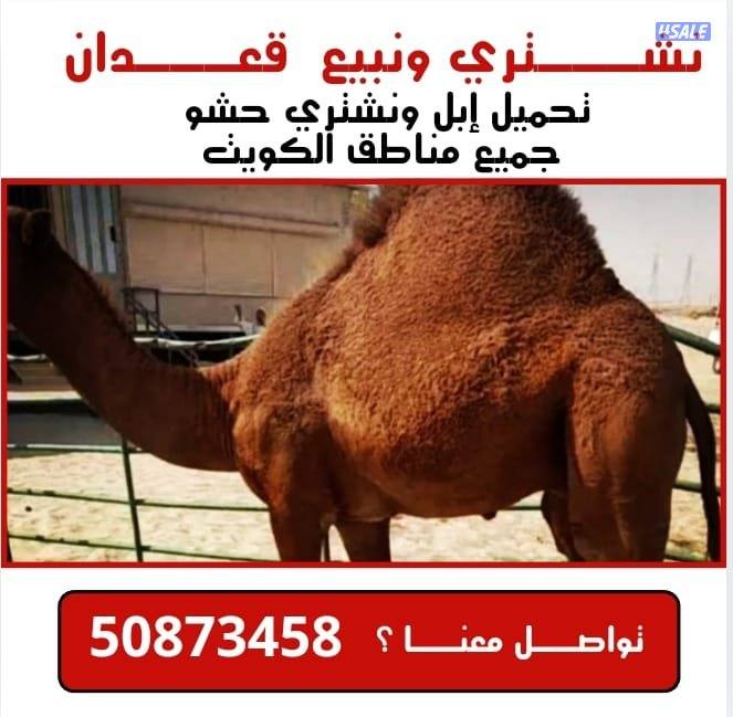 نشتري وان بيع قعدان0