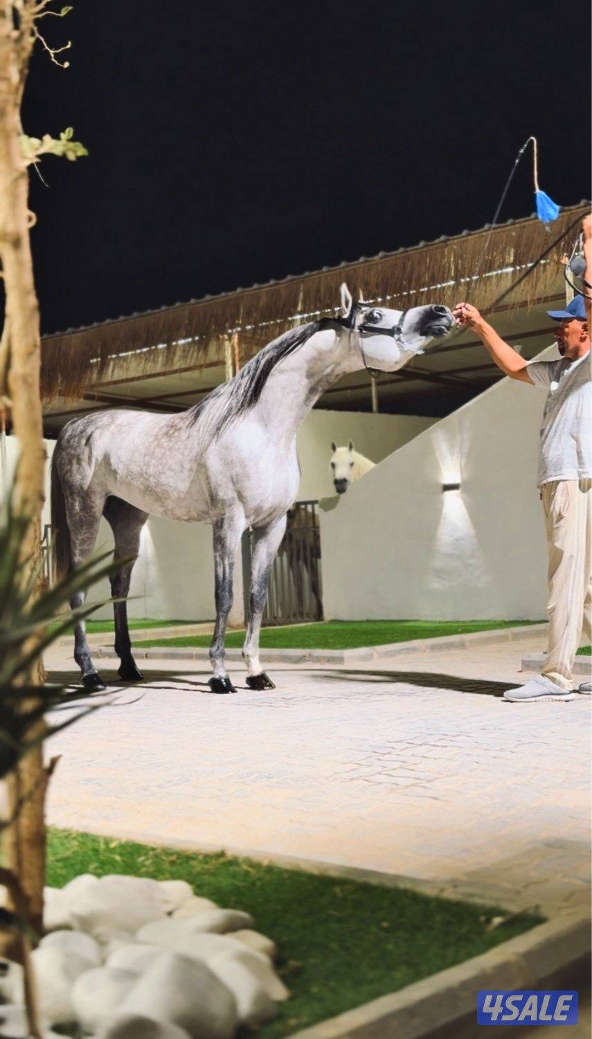 مربط العرين لإيواء الخيل وتعليم الركوب5