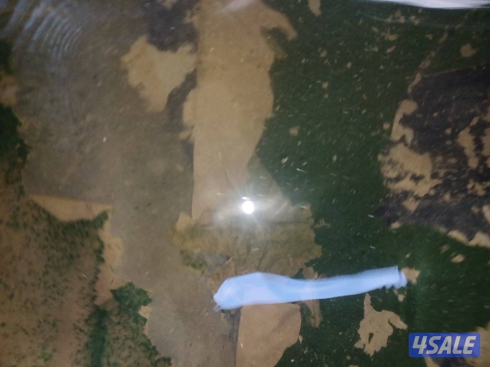 غسيل وتصليح جميع انواع التوانكي. من الصدا  والطحالب والبيكتريا.6