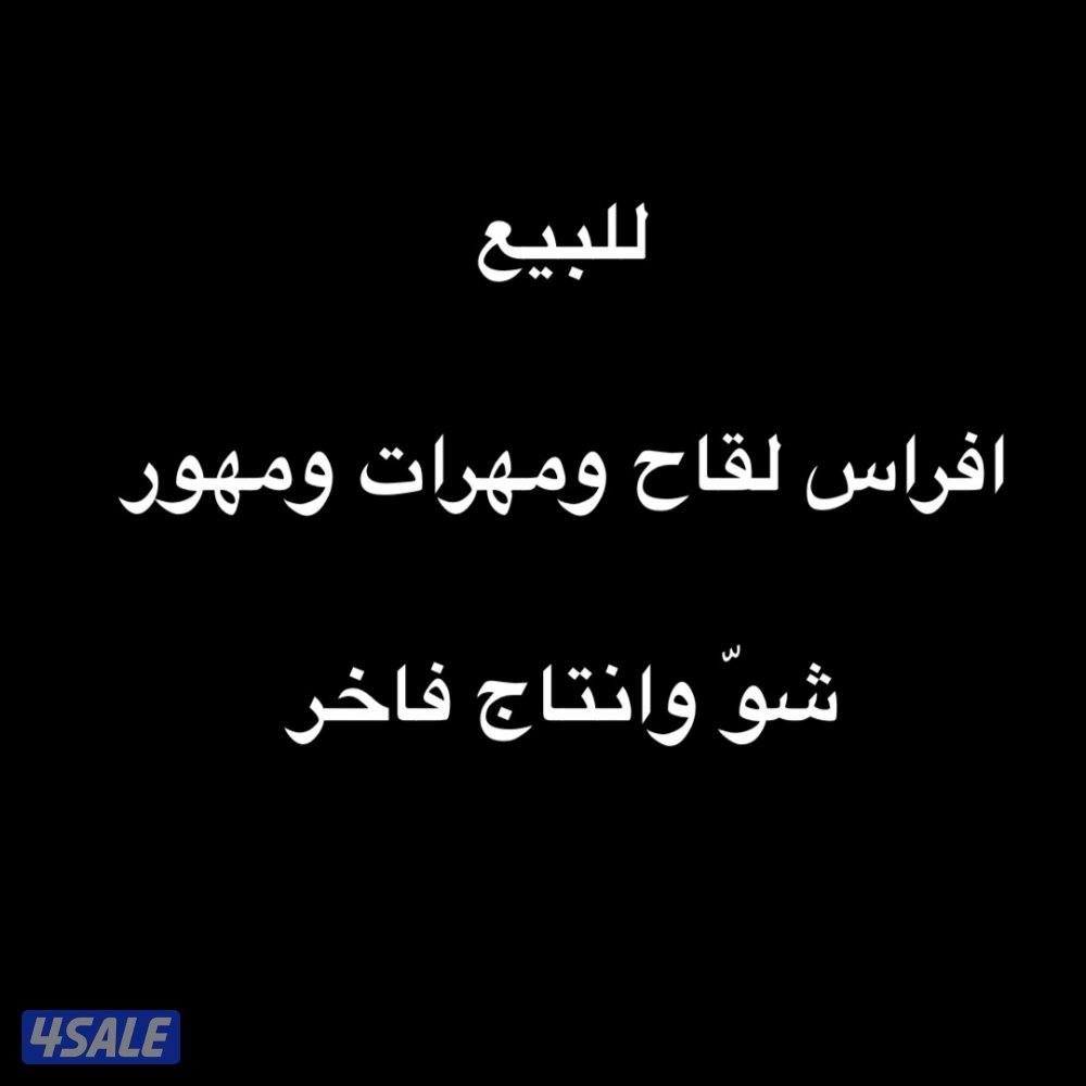 افراس لقاح ومهور0