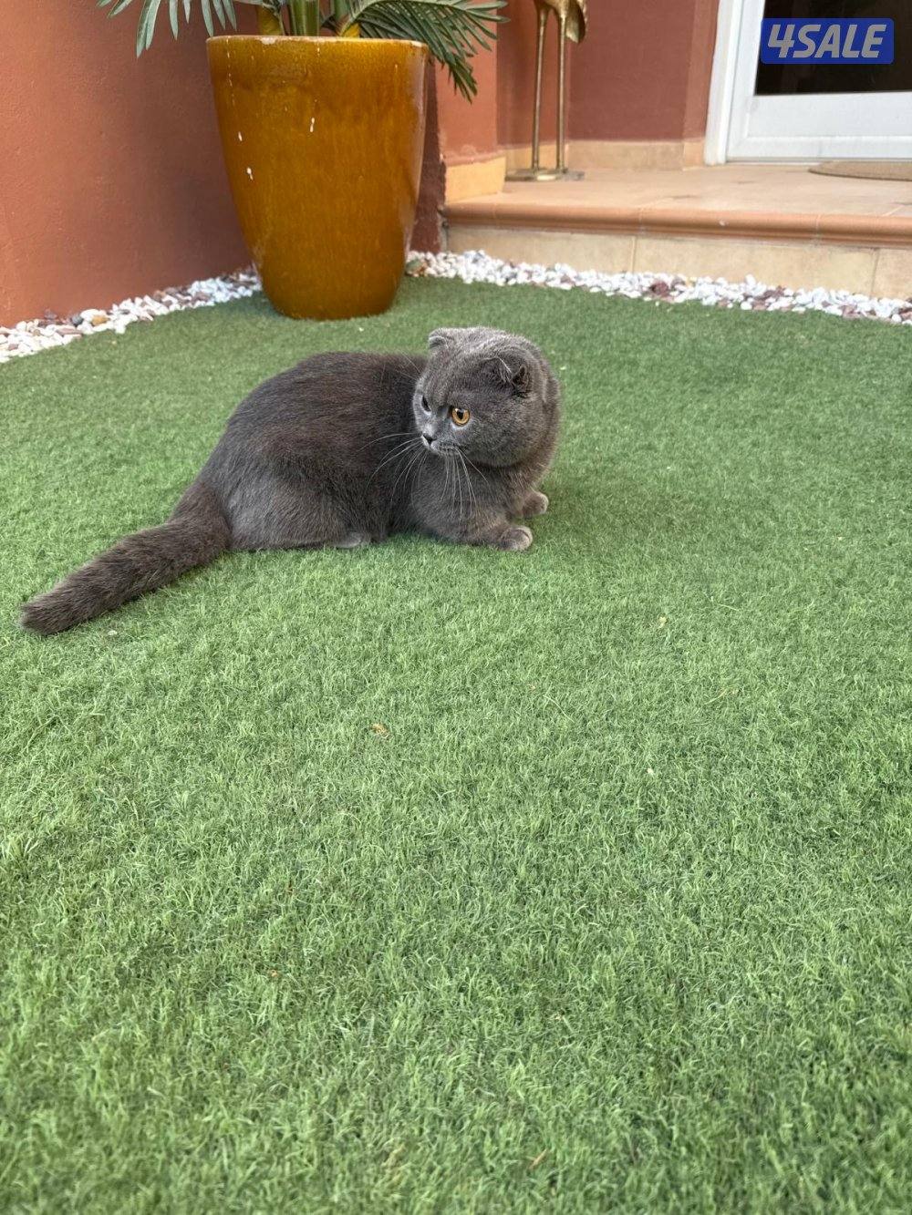 Munchkin cat & ny120