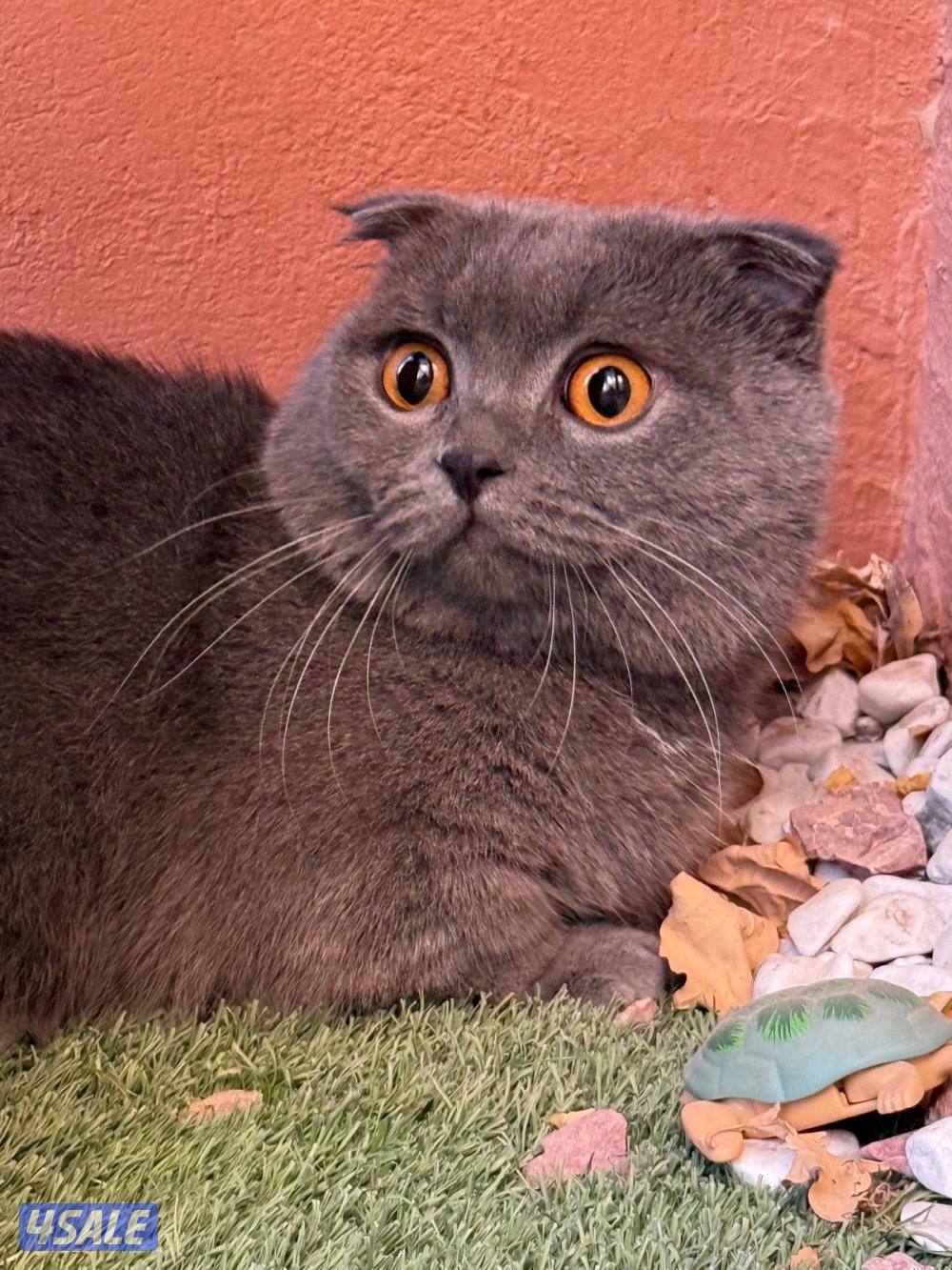 Munchkin cat & ny121