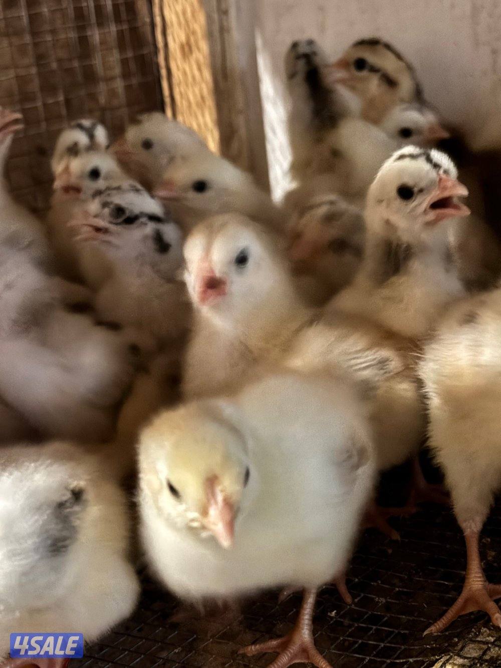 فروخ دجاج ( نوادر الترثه) +  دجاج بياض1