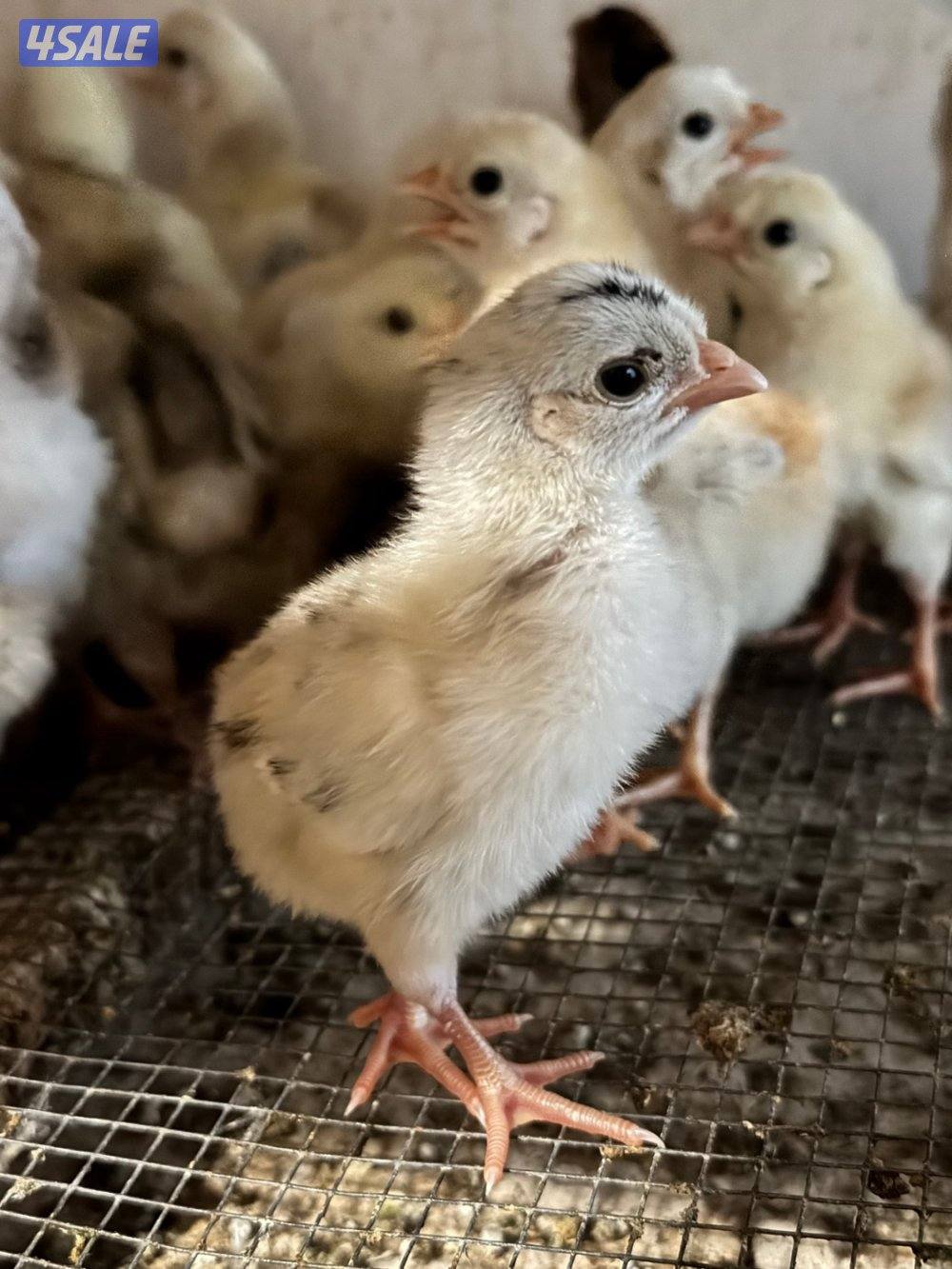 فروخ دجاج ( نوادر الترثه) +  دجاج بياض2