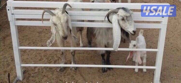 رمبه تحميل جديده ومساكة حلال2