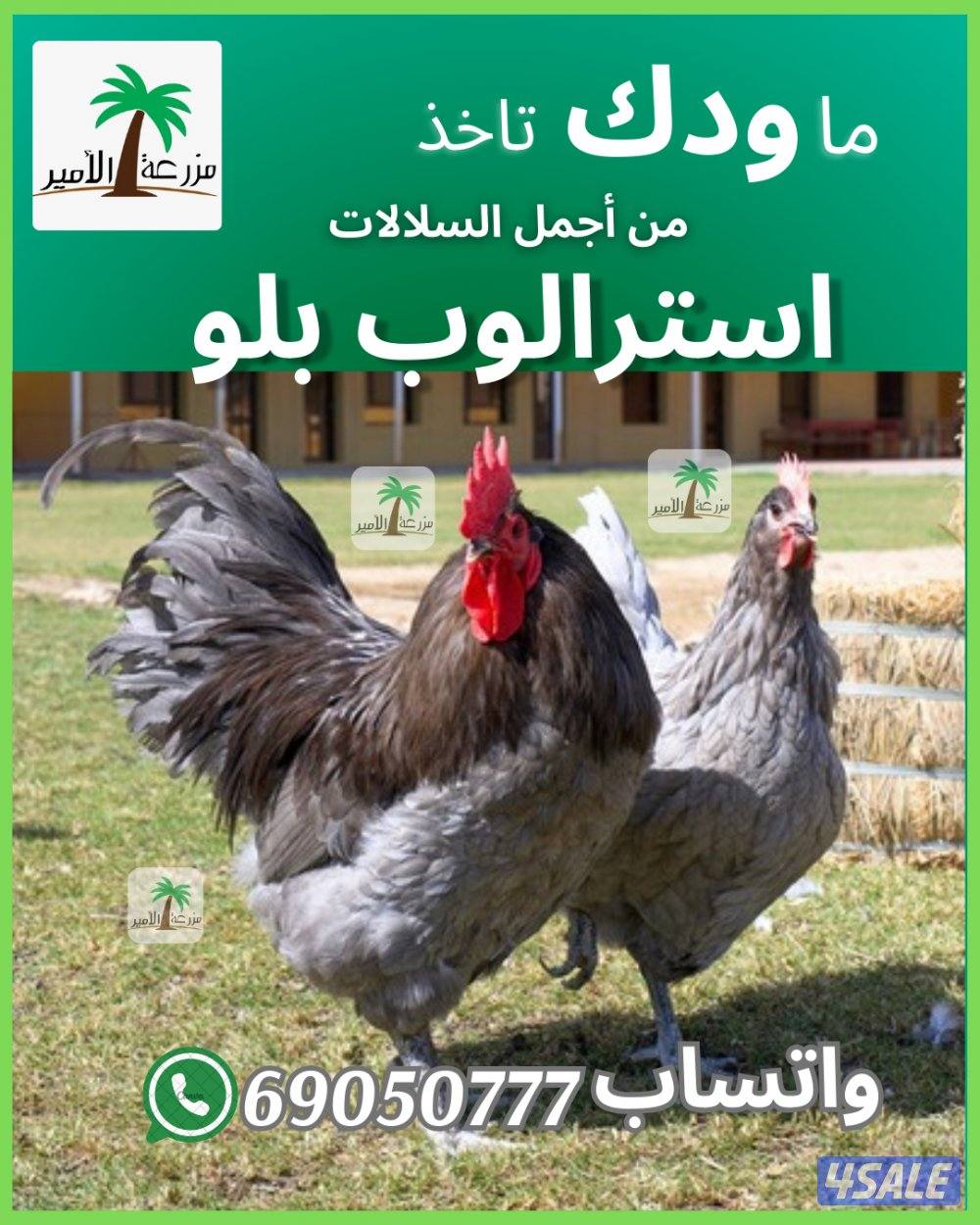 للبيع بيض وفروخ استرالوب1