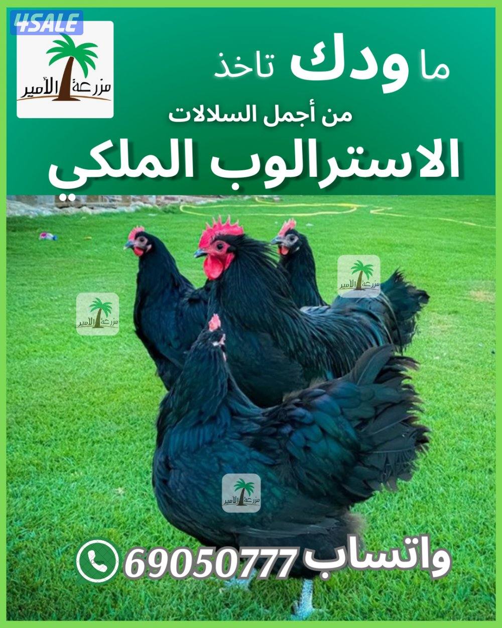 للبيع بيض وفروخ استرالوب2