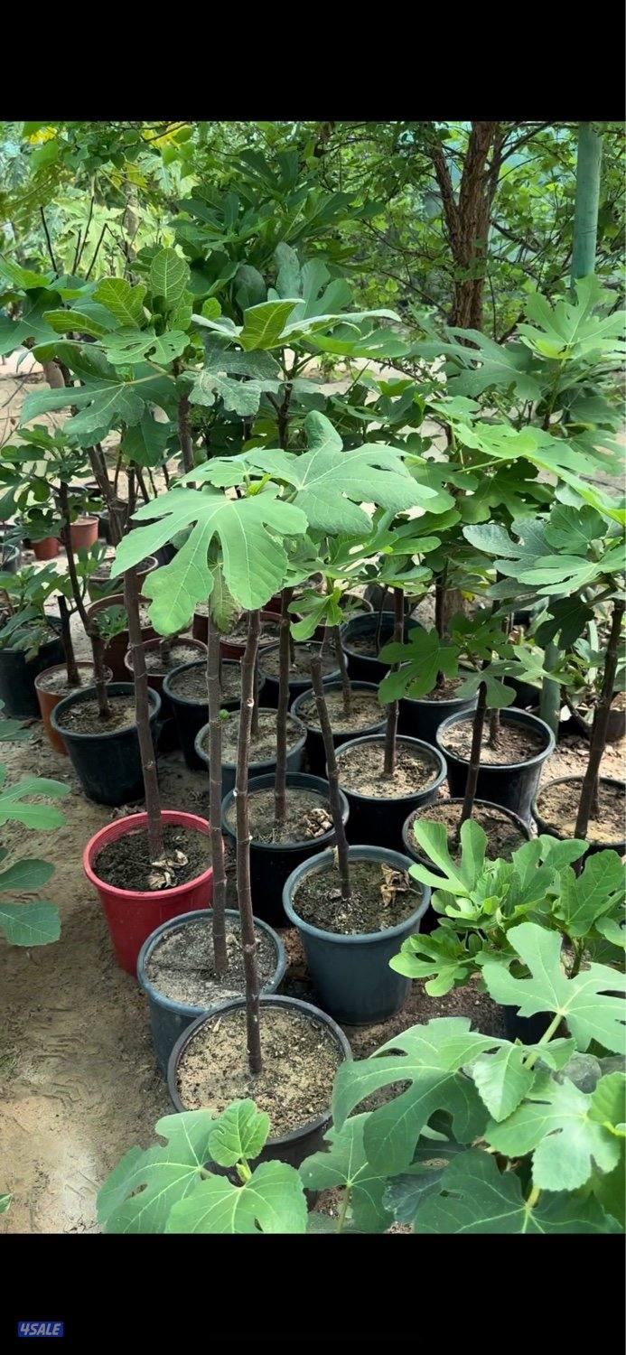 للبيع شتلات تين جاسم- وعنب بناتي-توت كشميري- والاستلام من العبدلي0