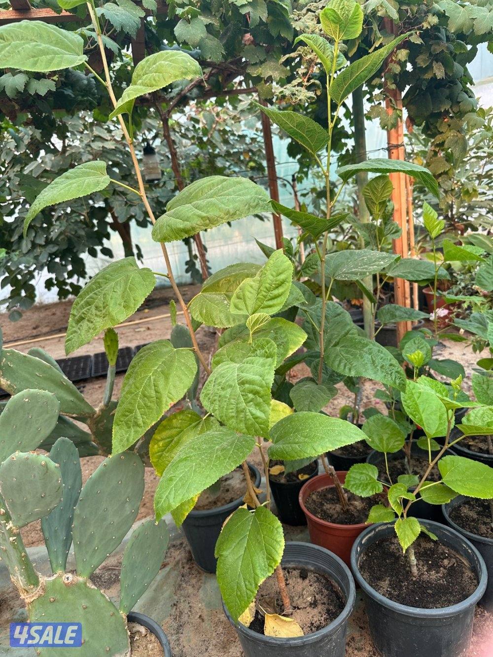 للبيع شتلات تين جاسم- وعنب بناتي-توت كشميري- والاستلام من العبدلي1