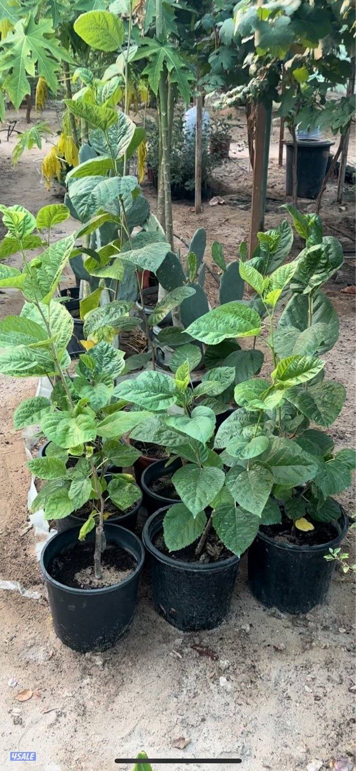 للبيع شتلات تين جاسم- وعنب بناتي-توت كشميري- والاستلام من العبدلي2