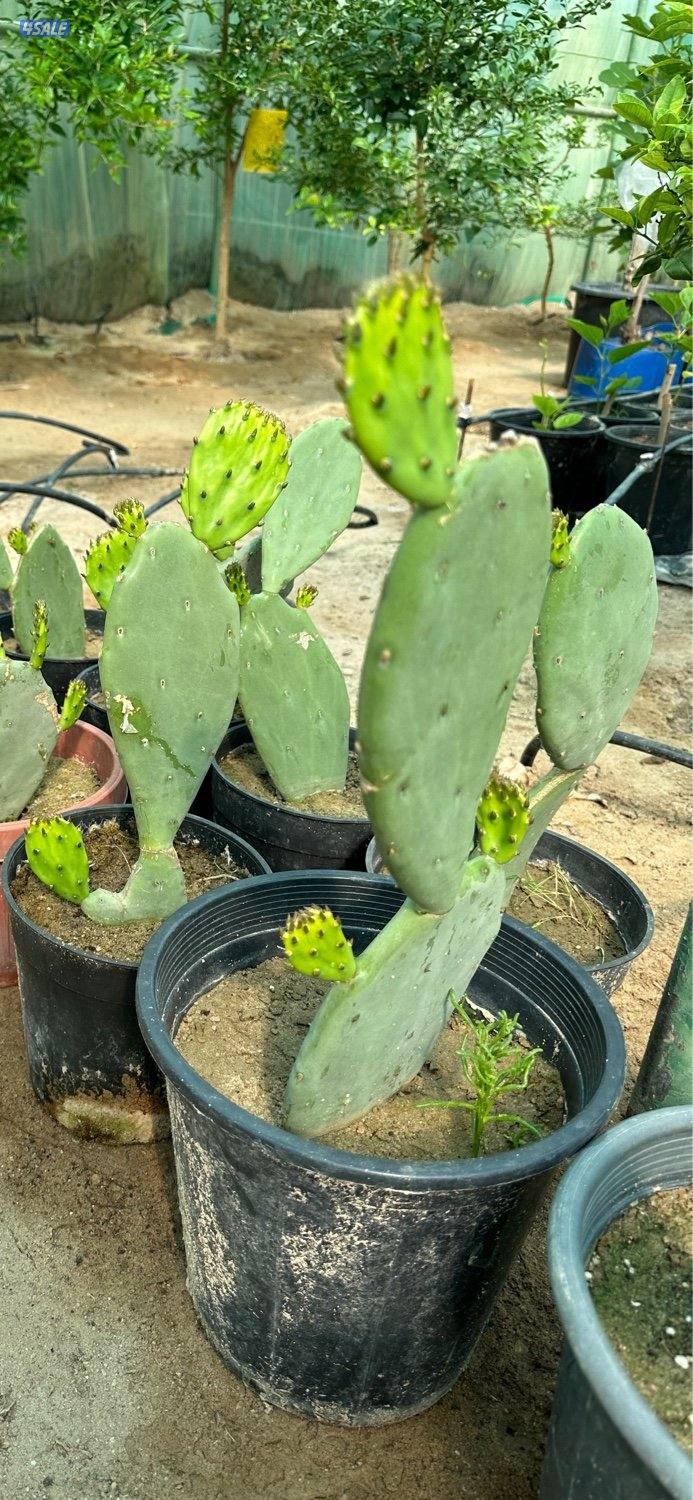 للبيع شتلات تين جاسم- وعنب بناتي-توت كشميري- والاستلام من العبدلي3