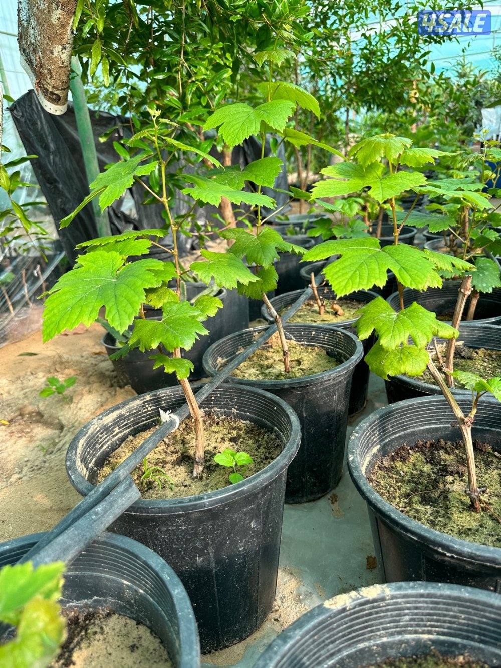 للبيع شتلات تين جاسم- وعنب بناتي-توت كشميري- والاستلام من العبدلي4