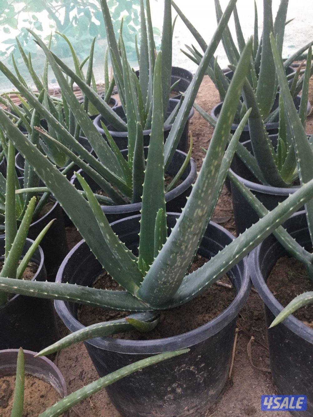 للبيع شتلات تين جاسم- وعنب بناتي-توت كشميري- والاستلام من العبدلي5