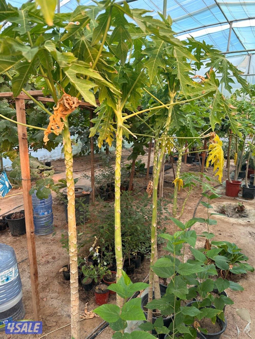 البيع شتلات بابايا-موز قزمي-تفاح ايراني- عنب بناتي والاستلام العبدلي0