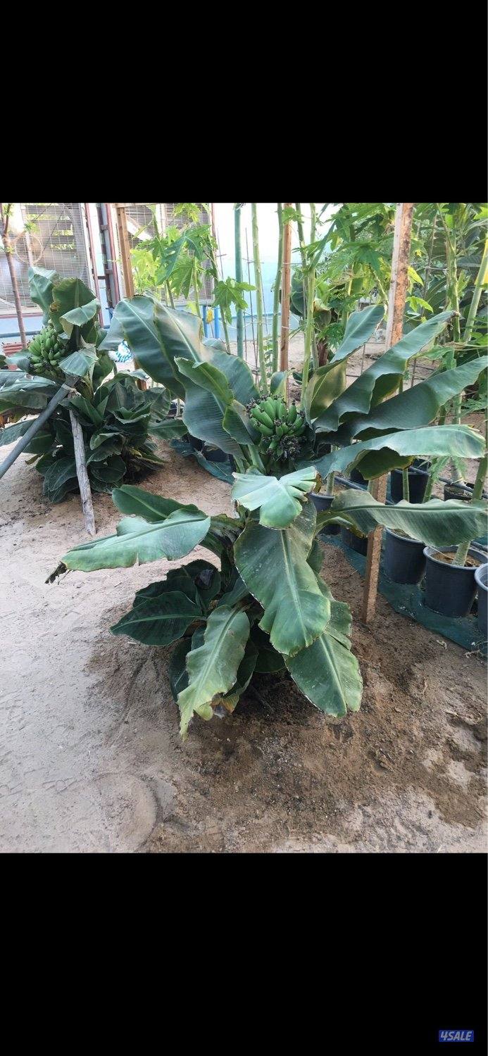 البيع شتلات بابايا-موز قزمي-تفاح ايراني- عنب بناتي والاستلام العبدلي1