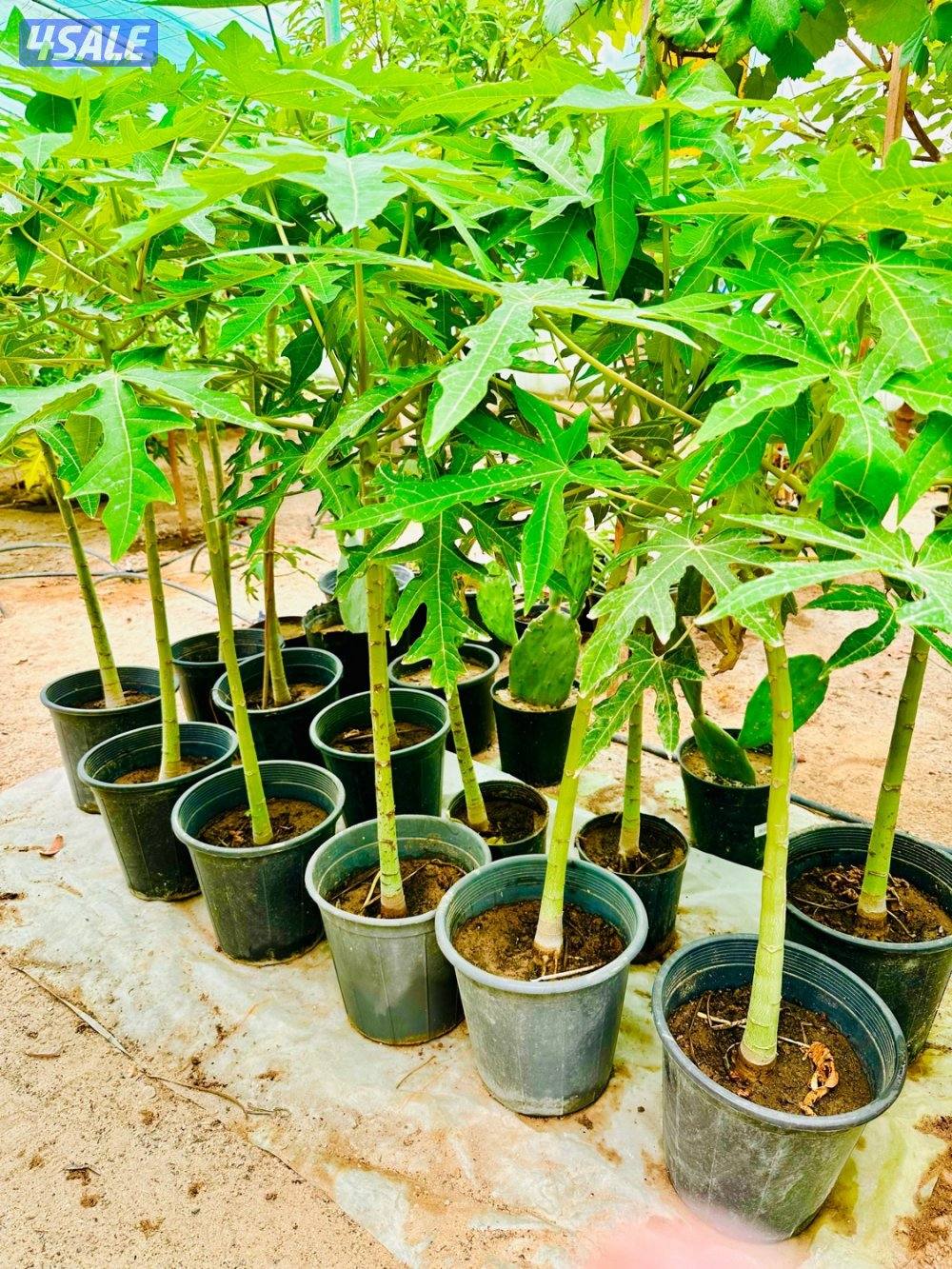 البيع شتلات بابايا-موز قزمي-تفاح ايراني- عنب بناتي والاستلام العبدلي2