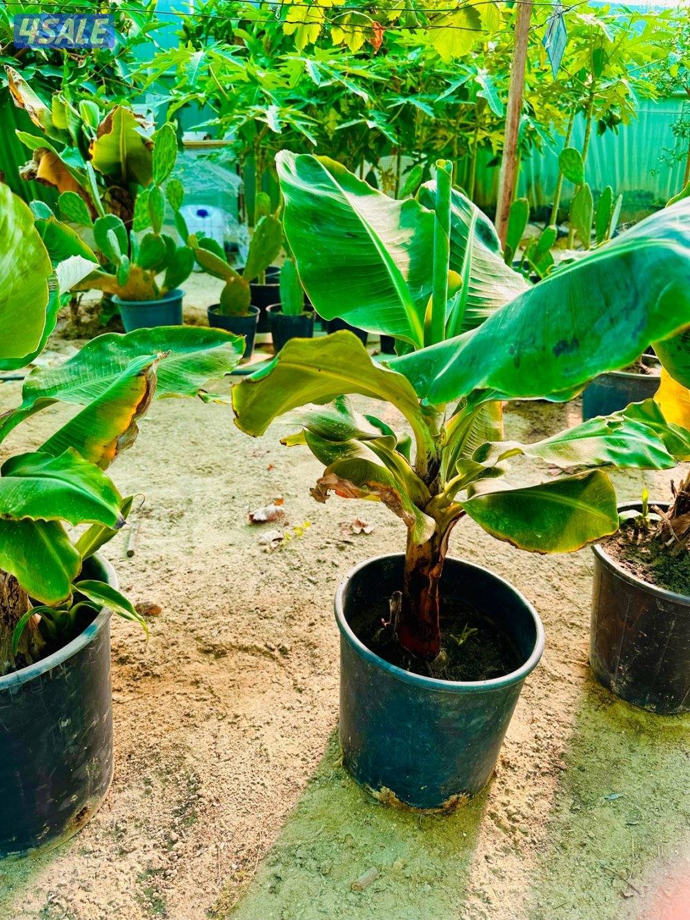 البيع شتلات بابايا-موز قزمي-تفاح ايراني- عنب بناتي والاستلام العبدلي3