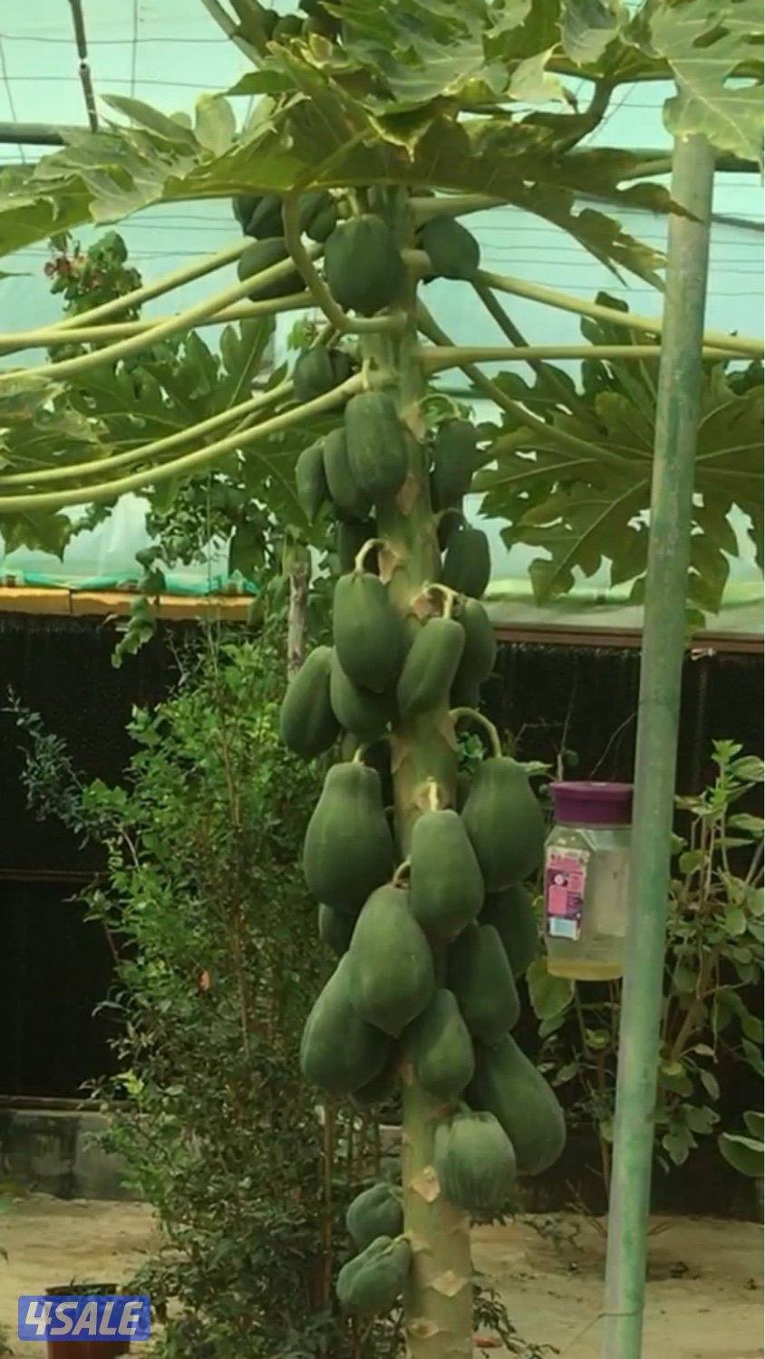 البيع شتلات بابايا-موز قزمي-تفاح ايراني- عنب بناتي والاستلام العبدلي4