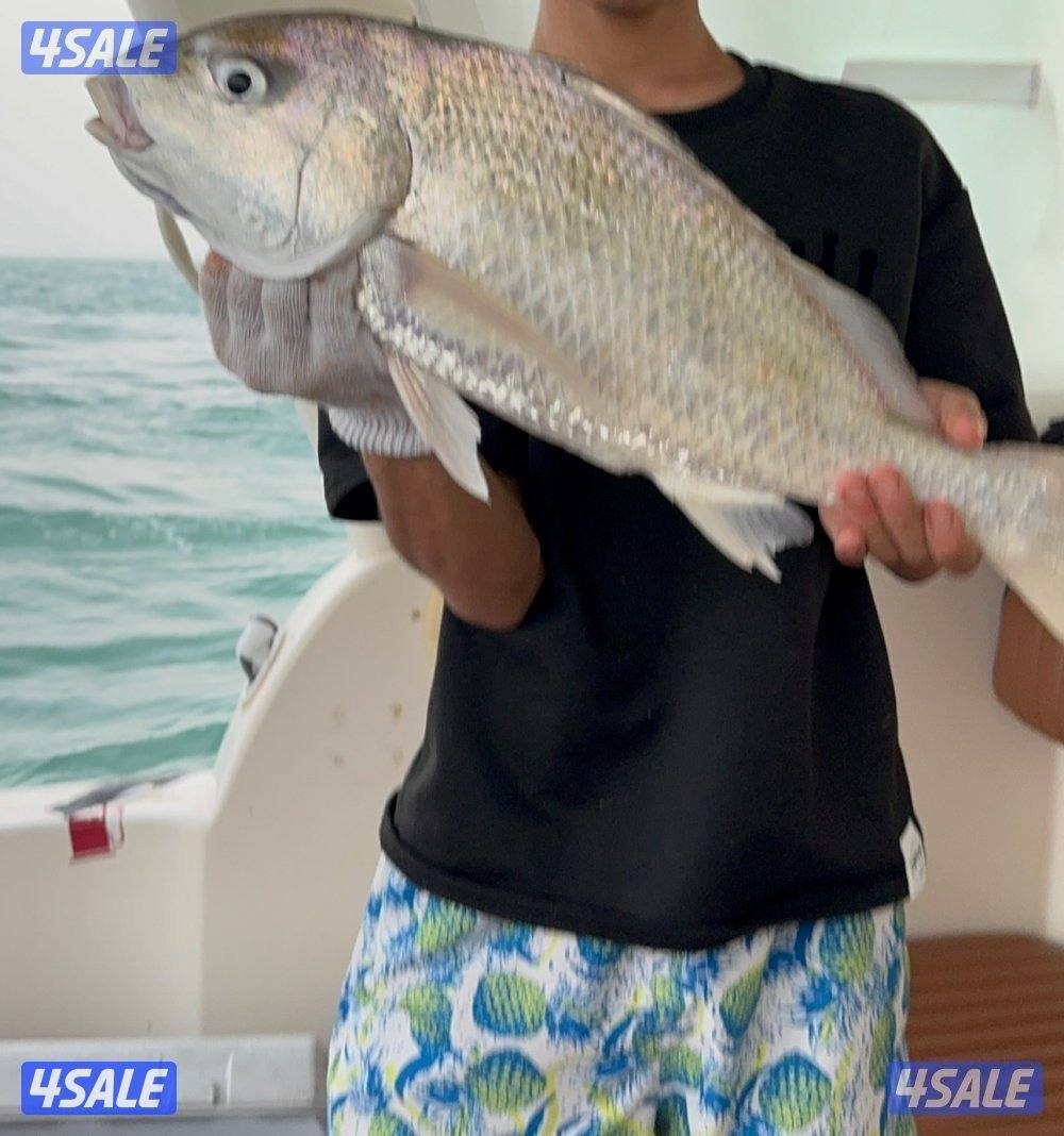 نوخذه كويتي لرحلات الحداق بالجون والجزر13