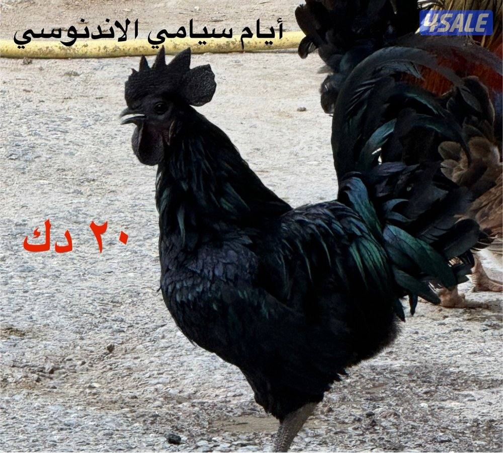 دياجة من النوادر0