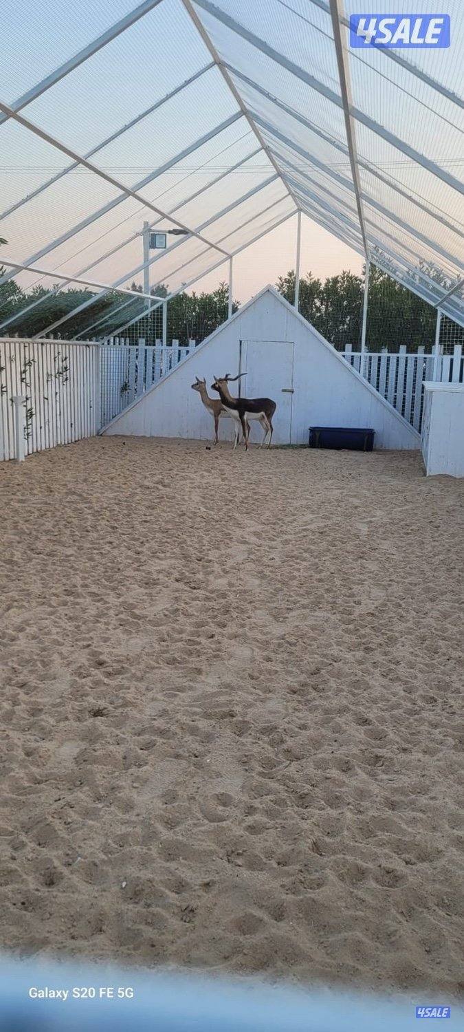 استراحة بمسبح داخلي فخمة2