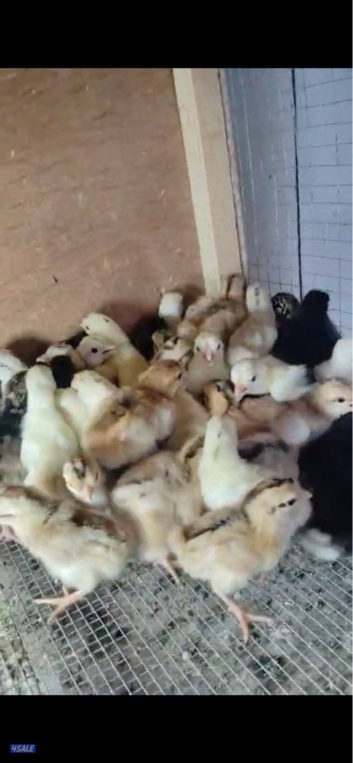 للبيع فروخ دجاج صيصان0