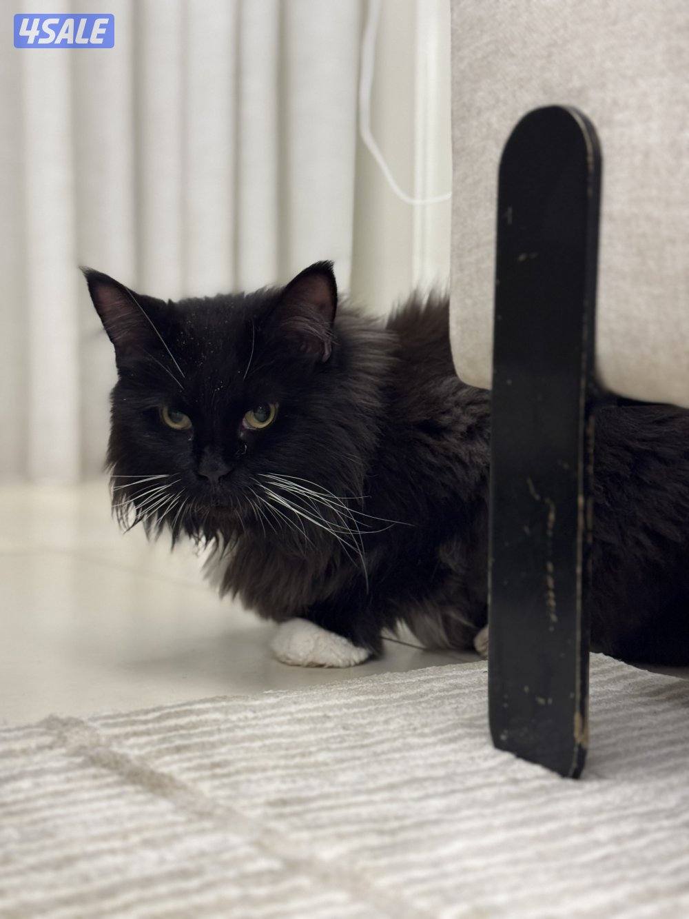 قط انثى فصيلة مين كون1