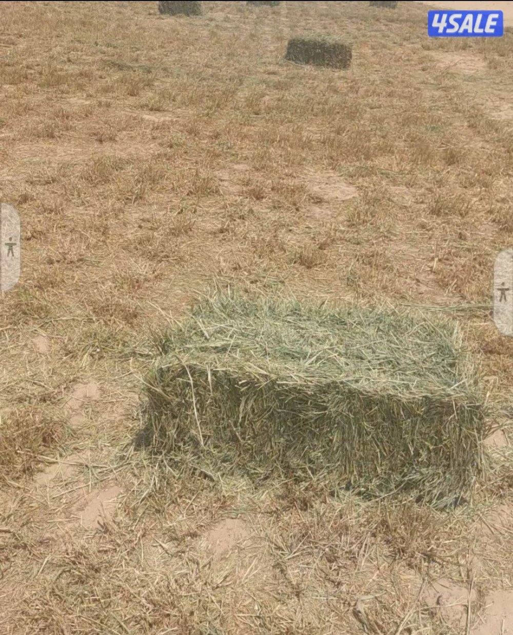 للبيع ربطات بلو بنك تلبين اليوم جديد1