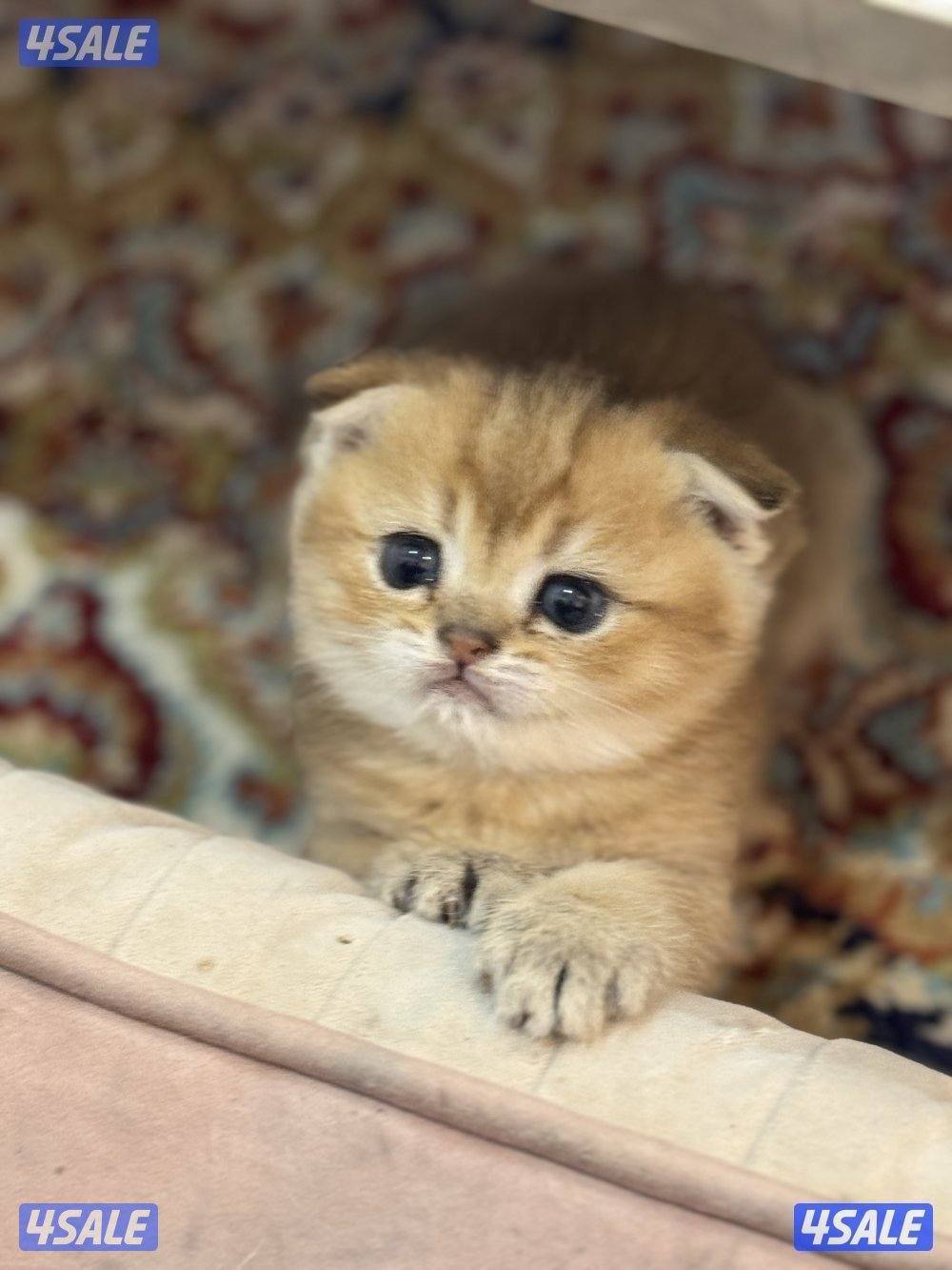 للبيع كتين سكوتش فولد وستريت بيور شي نظيف0