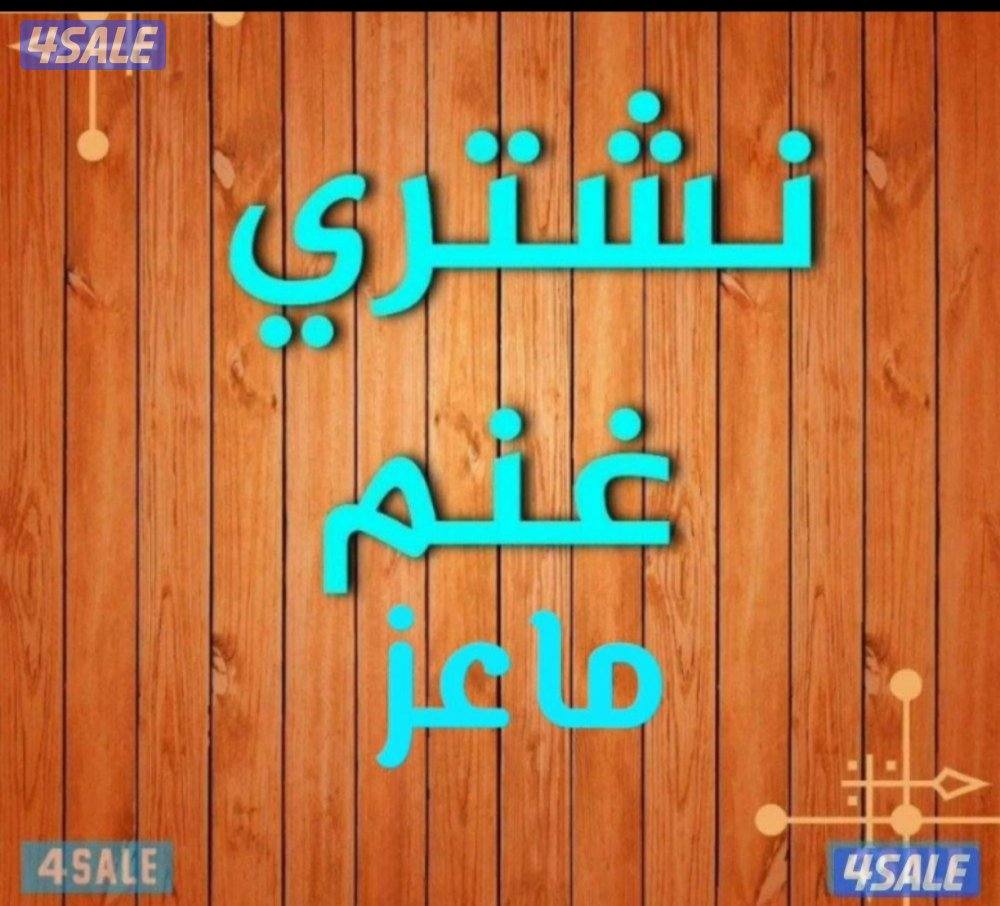 نشتري جميع انواع الحلال غنم او ماعز ولدفع كاش أو رابط اي عدد0