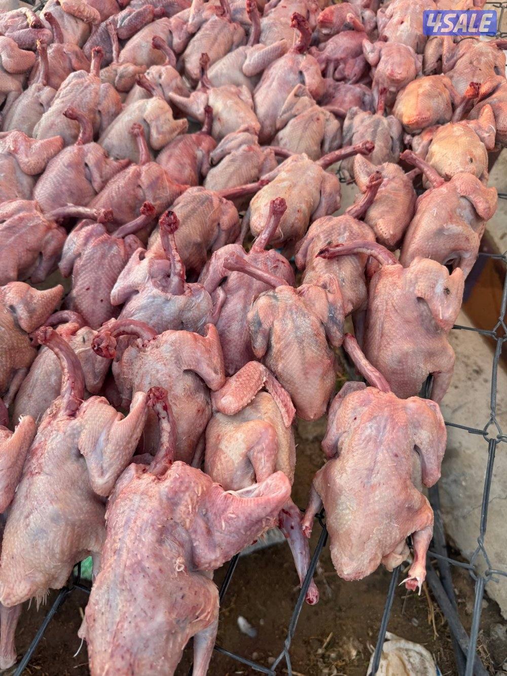 فروخ زاجل و لاحم فرنسي ذبح0