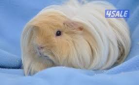 مطلوب وبر او شانشيلا1