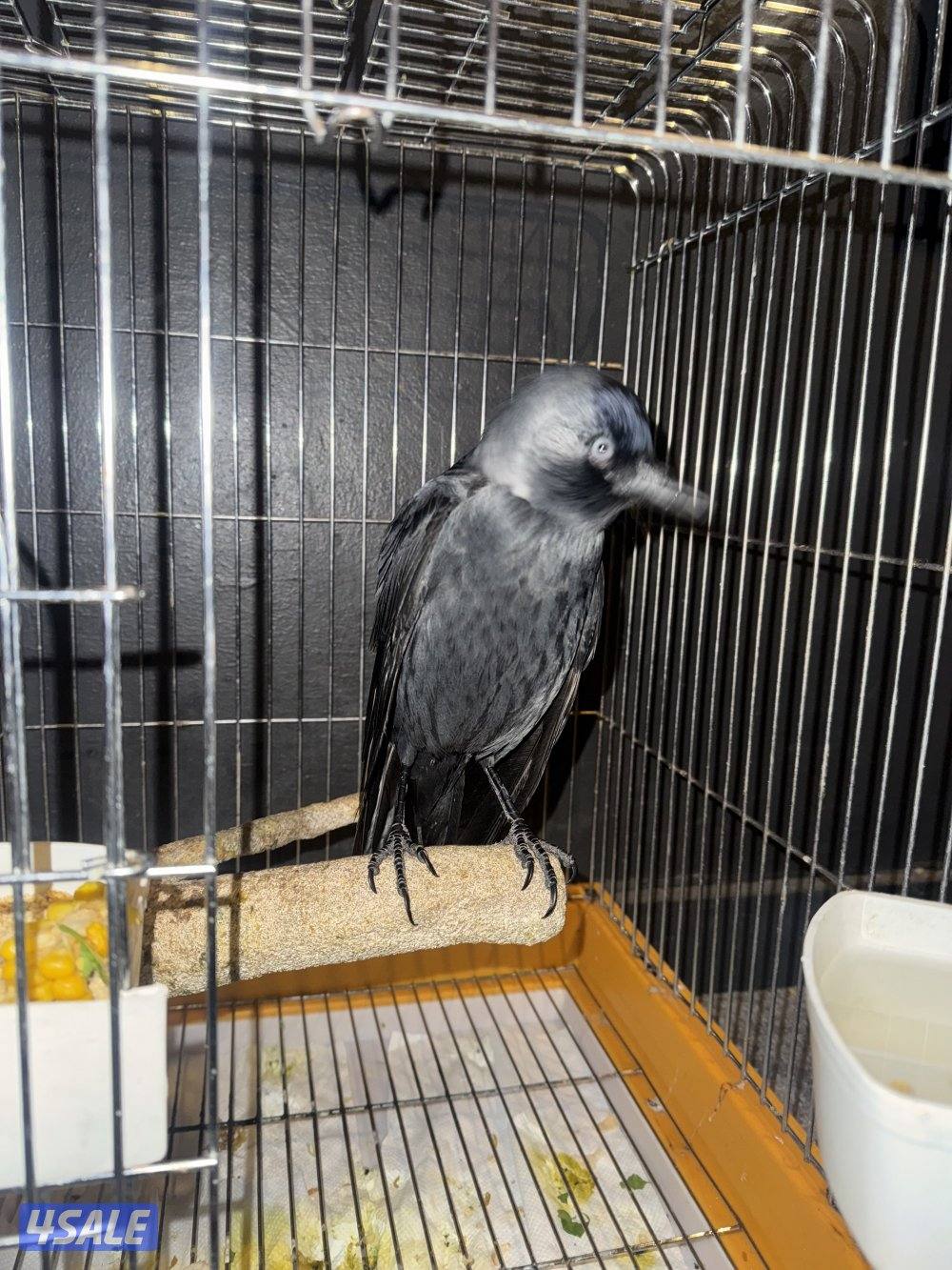 فرخ غراب (غراب زرع)1