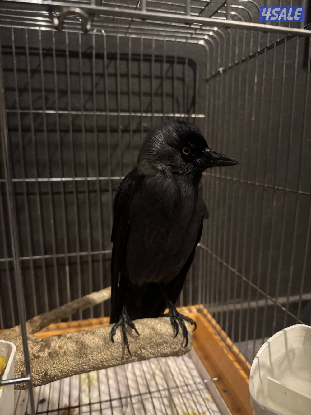 فرخ غراب (غراب زرع)2