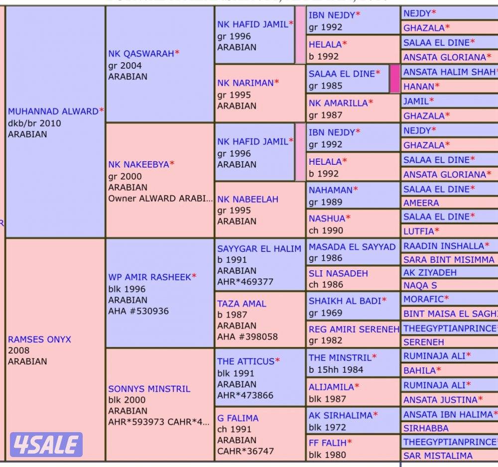 فرصه ذهبيه لتأسيس مربط أفراس مصريه فاخره1