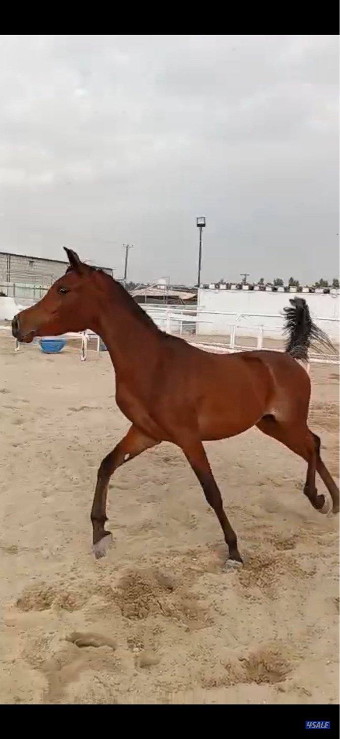 فرصه ذهبيه لتأسيس مربط أفراس مصريه فاخره2