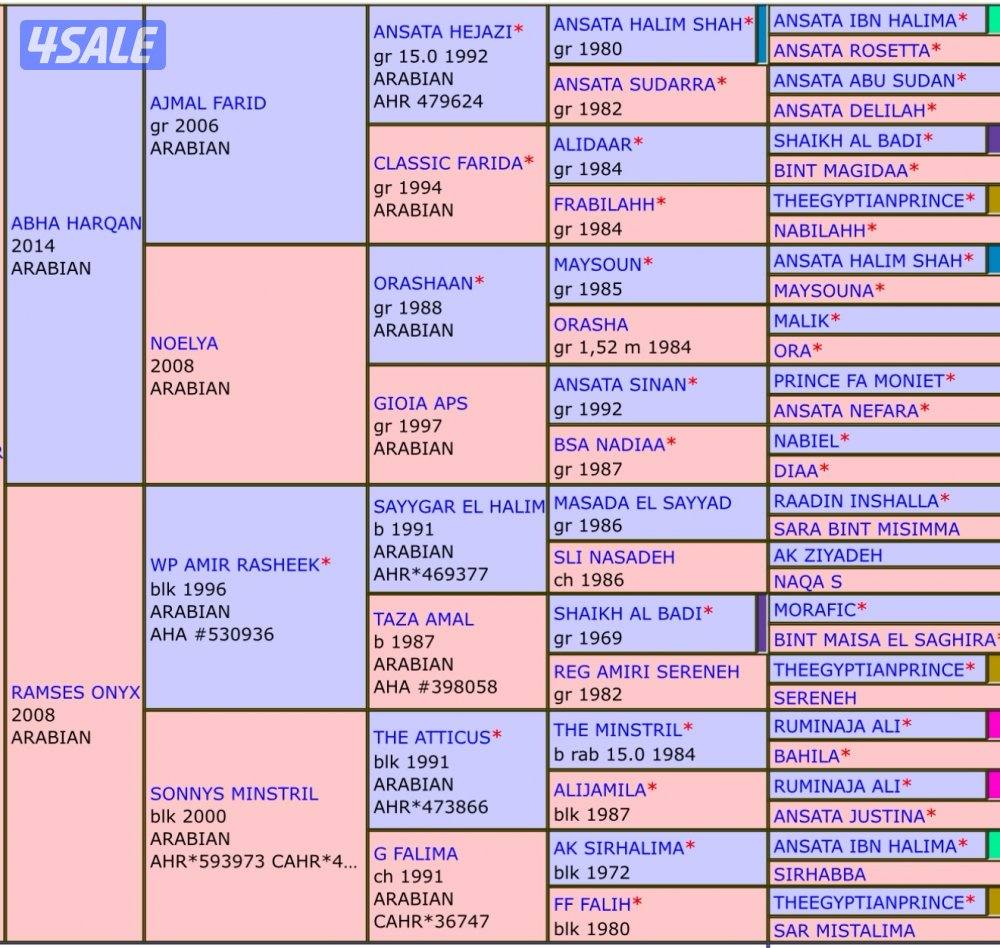 فرصه ذهبيه لتأسيس مربط أفراس مصريه فاخره3