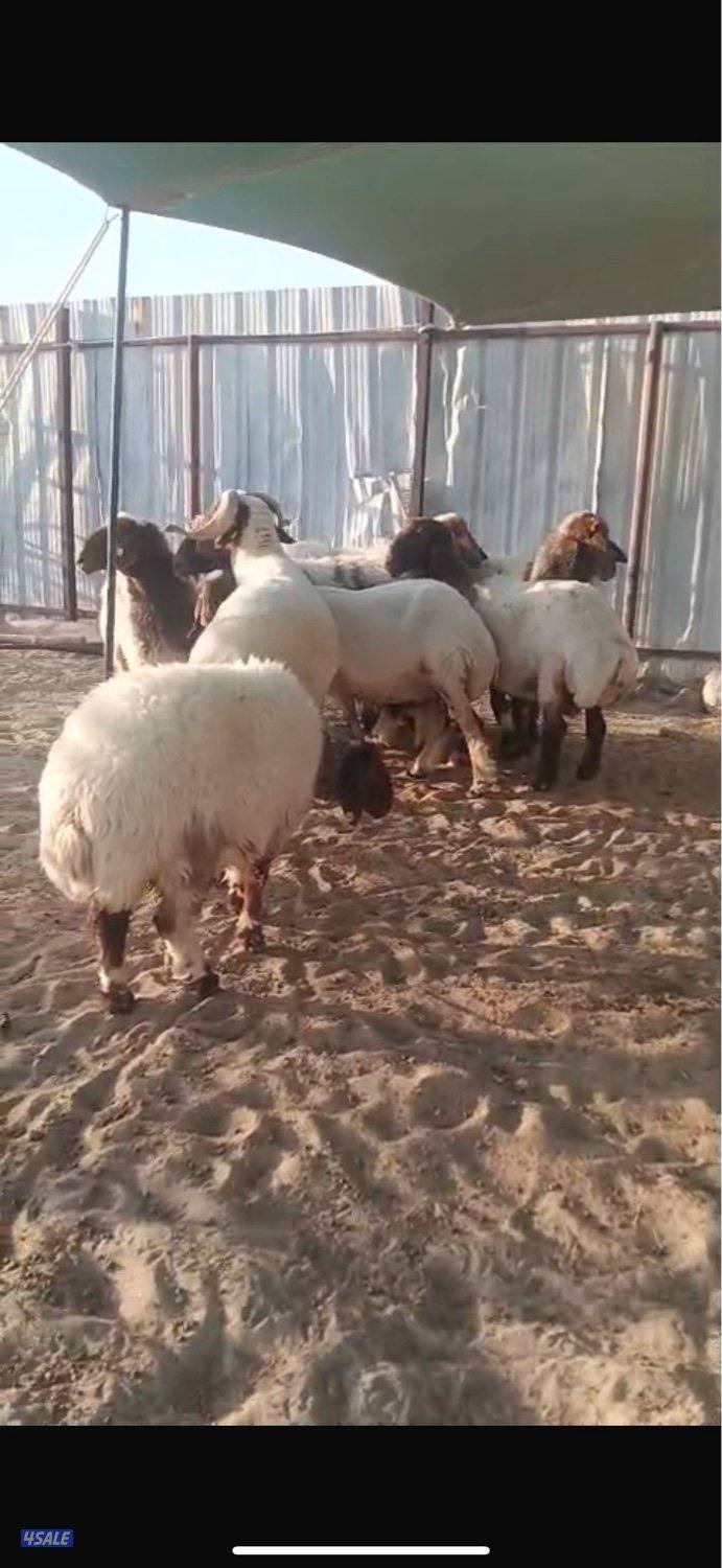 نعجات نعيم مضاريع1